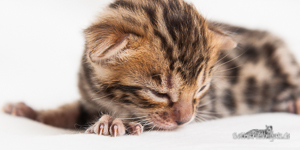 Bengal Kitten braun